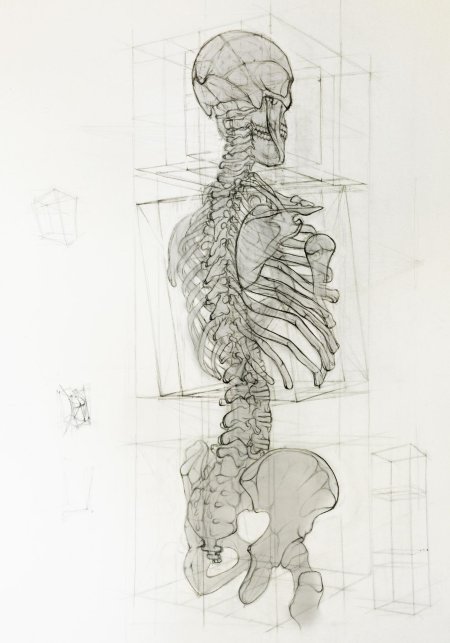 Скелет человека академический рисунок
