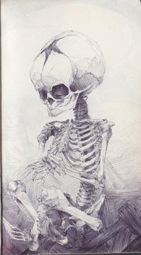 Скелет академический рисунок