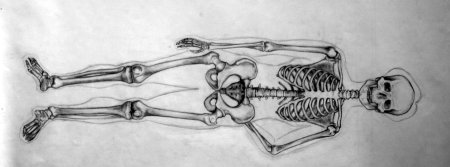 Рисунок скелета человека