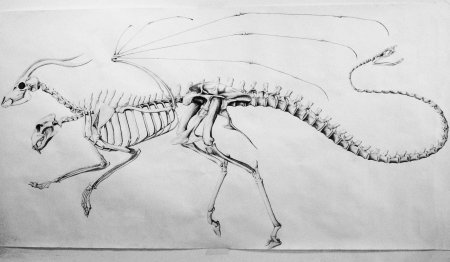 Скелет дракона спереди