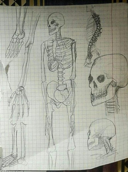 Скелет рисунок карандашом для срисовки