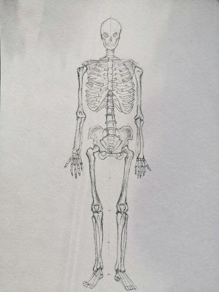 Пропорции скелета человека