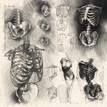 Анатомические рисунки