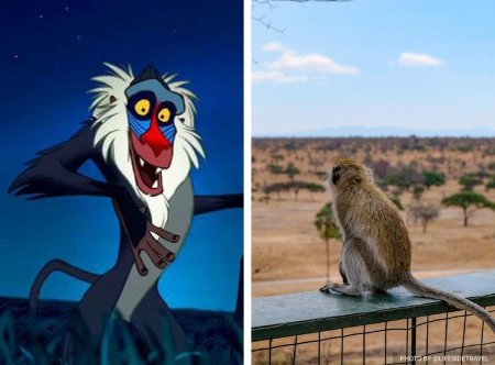 Rafiki король лев
