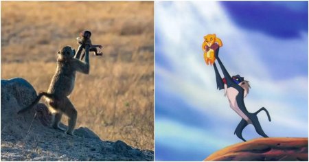 Король лев симба и обезьяна