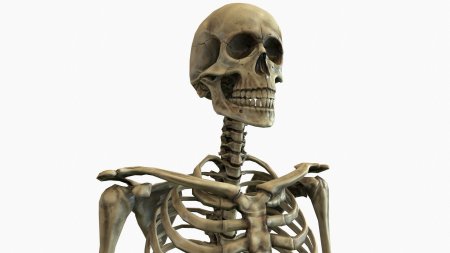 Человека скелет