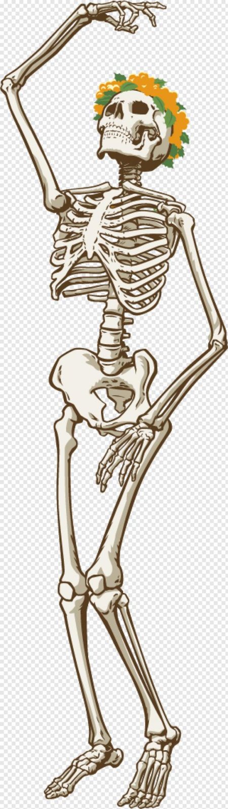 Скелет рисунки