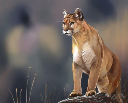 Пума животное