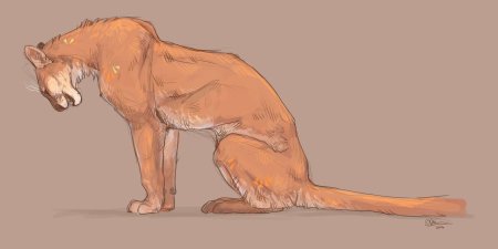 Коты воители лапы референс