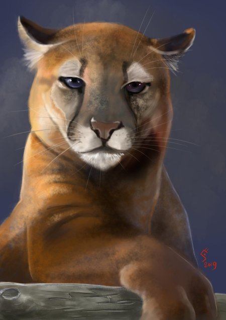 Художница-анималист rebecca latham