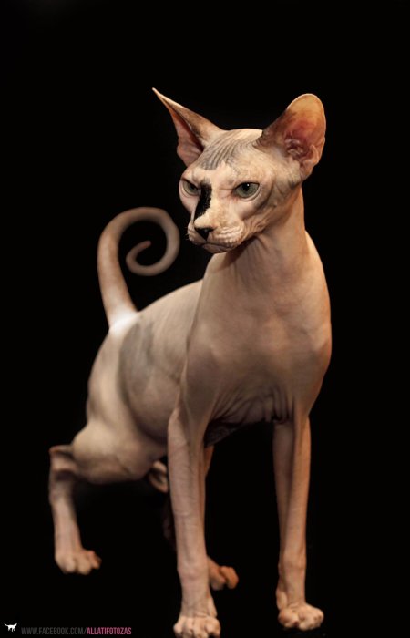 Кошка сфинкс