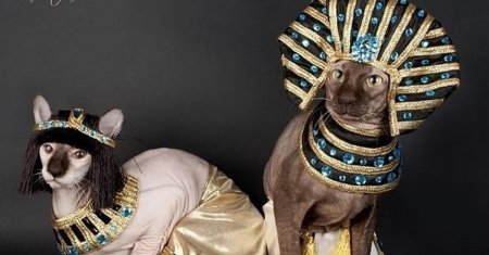 Египетский сфинкс кот