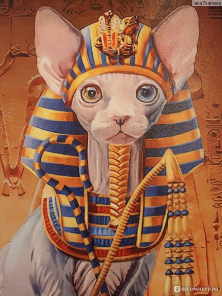 Египетский сфинкс кошка