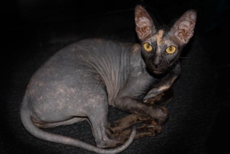 Египетский сфинкс кошка