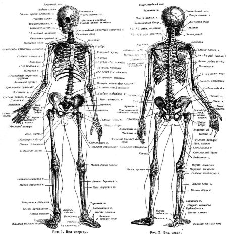 Скелет анатомия человека