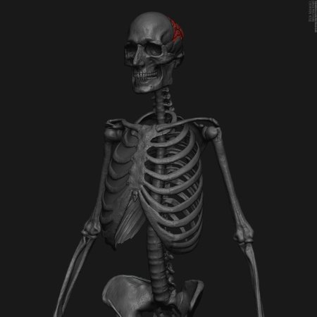 Скелет человека d