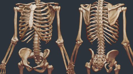 Человека скелет