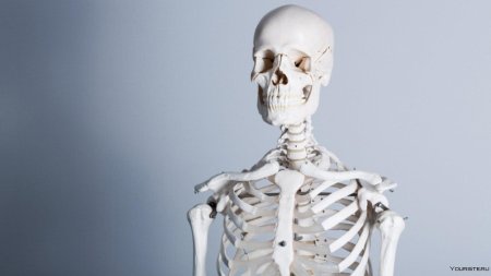 Человека скелет