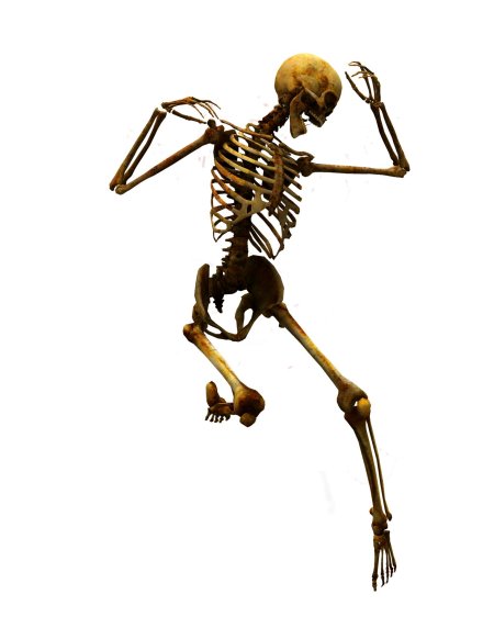 Скелет на прозрачном фоне