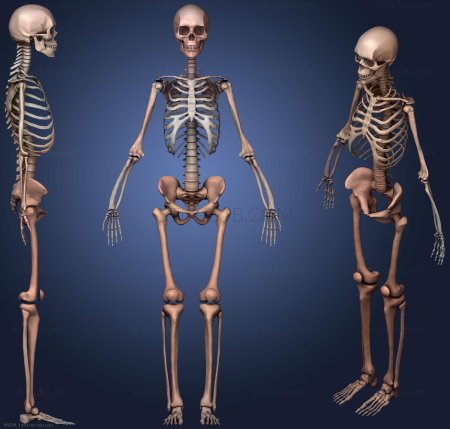 Человека скелет