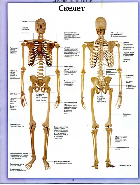 Скелет человека с названиями костей