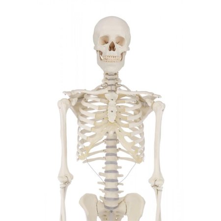 Скелет анатомический 170см