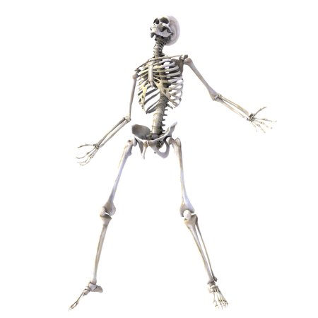 Скелет человека на белом фоне
