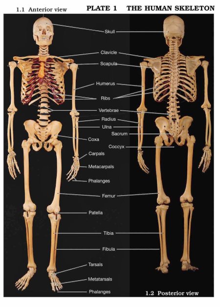 Костная система человека скелет