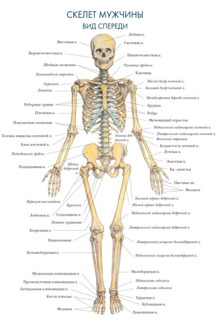 Строение скелета спереди