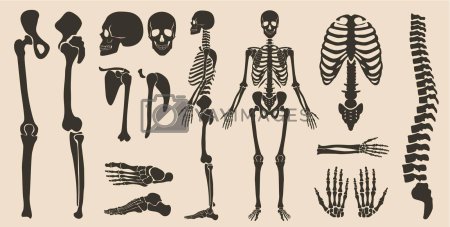 Скелет человека рисунок