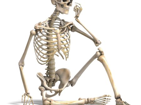 Скелета человека