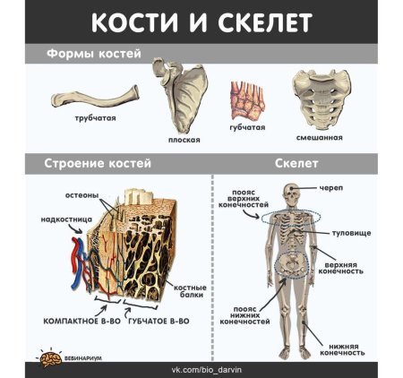 Трубчатые кости губчатые плоские смешанные
