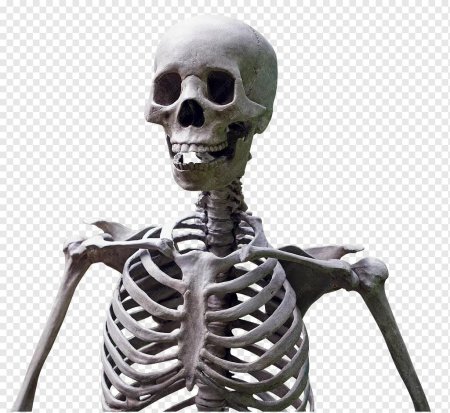 Скелет без фона