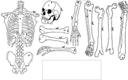 Кости человека рисунок