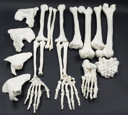 Человеческие кости