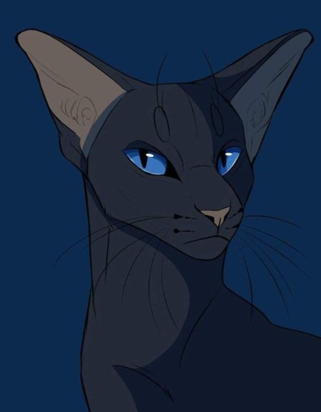 Коты воители грач и сумеречница