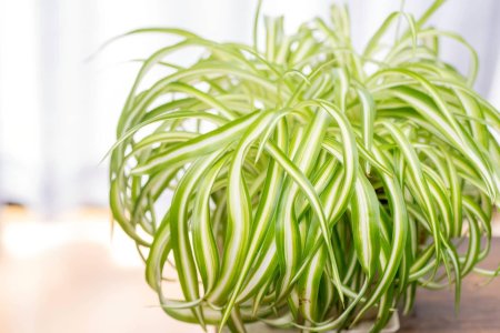 Хлорофитум кудрявый