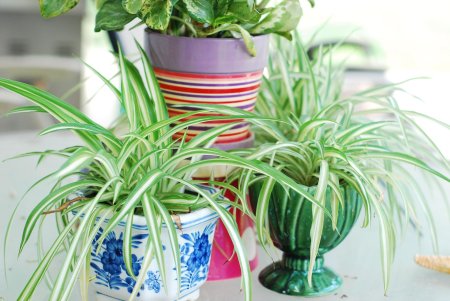 Хлорофитум айриш