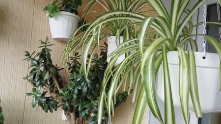 Хлорофитум грин оранж