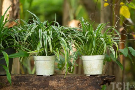 Хлорофитум comosum