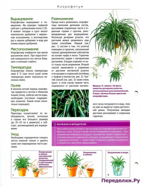 Растение хлорофитум