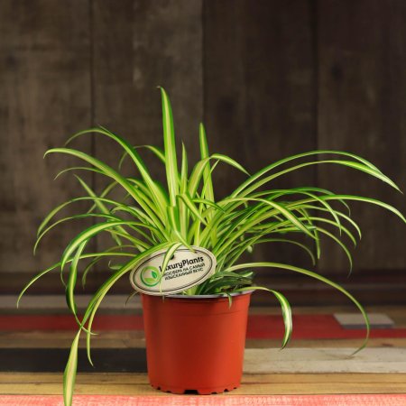 Хлорофитум в интерьере