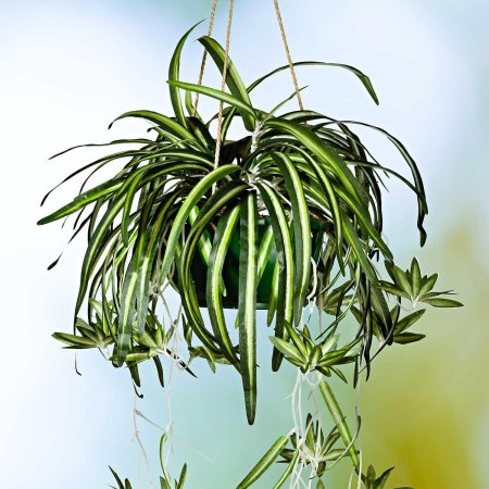 Хлорофитум хохлатый chlorophytum comosum
