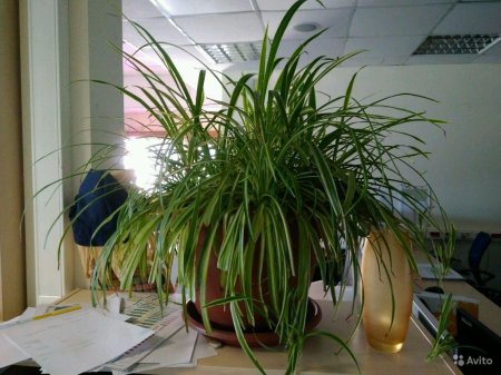 Хлорофитум комнатный