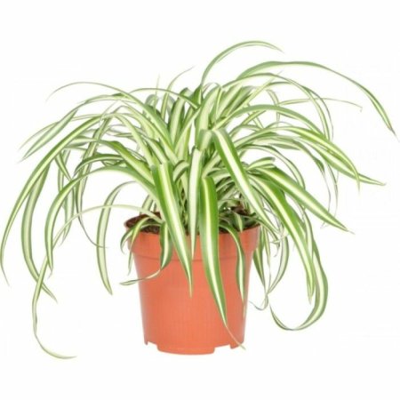 Хлорофитум хохлатый