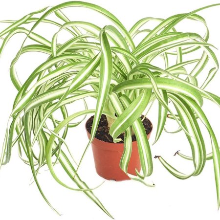 Хлорофитум comosum
