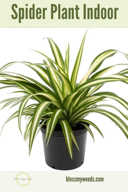 Хлорофитум хохлатый chlorophytum comosum