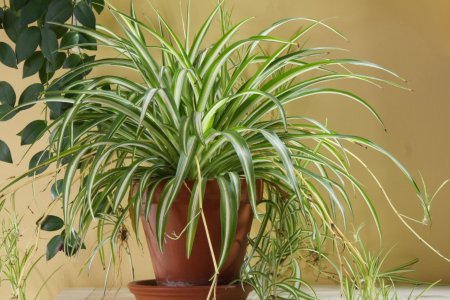 Хлорофитум хохлатый