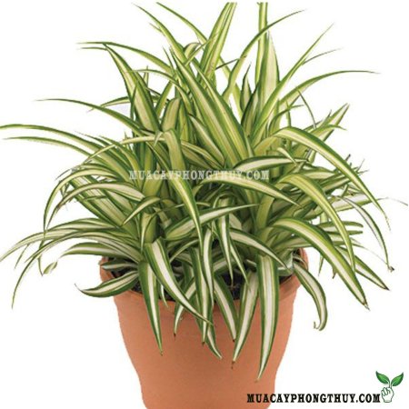 Chlorophytum comosum