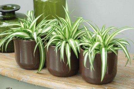 Хлорофитум хохлатый chlorophytum comosum